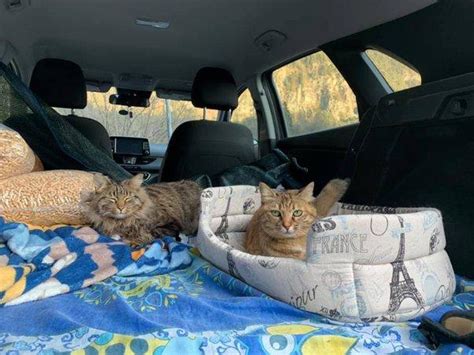 long car trip with cats.